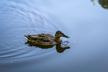 Portrait von jungen Stockenten an einem Teich.