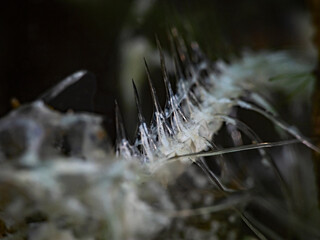 Perch fishbone underwater, Flussbarsch Skelett Unterwasser