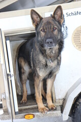 Deutscher Schäferhund  im Hundeanhänger Anhänger Hundebox Hund Hundeausbildung Transportbox Ausbildung Sport Reinrassiger Malinois