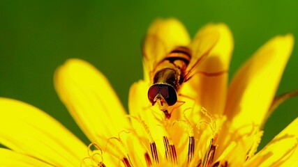 Mucha
Dolina Środkowej Wisły
Mazowsze
Polska