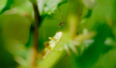 Konik polny Dolina Środkowej Wisły Mazowsze Polska © Maciej Krzywicki