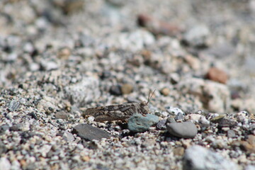 El arte del camuflaje de un saltamontes 