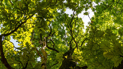 Fototapeta na wymiar green tree leaves