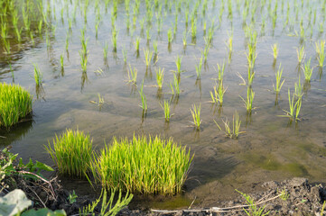 田植え後の水田の稲と苗