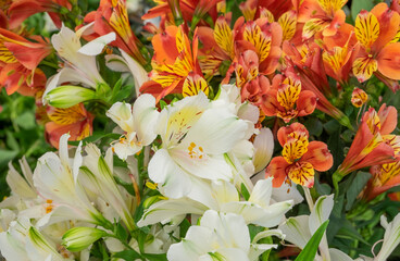 Close-up of beautiful white and orange lily flowers. Home garden, care for flowering plants concept. Horizontal orientation, selective focus.