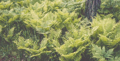 green fern leaves plantation .