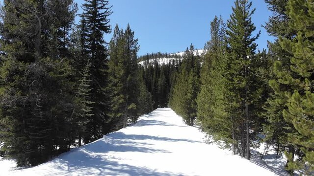 Cross-Country Skiing trail on a clear day in Oregon (4k)