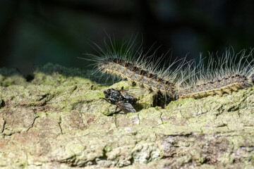 Eichen-Prozessionsspinner vs Fliege