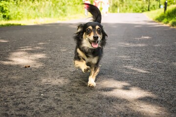 道を走る嬉しい犬
