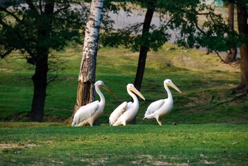 Pelicans in a meadow