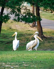 Pelicans in a meadow