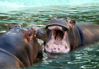 Hippos in a park - Italy
