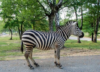 Fototapeta na wymiar Zebra, full figure