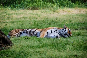 A tiger rests in the grass