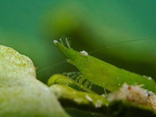 Bignose Seagrass Shrimp (Latreutes pymoeus)