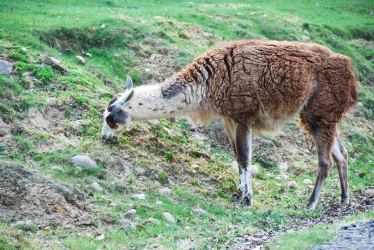 Lama