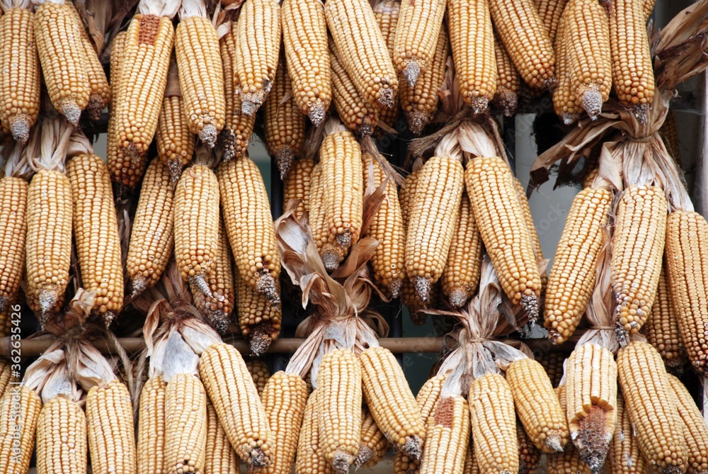 Wall mural corn cobs in the sun