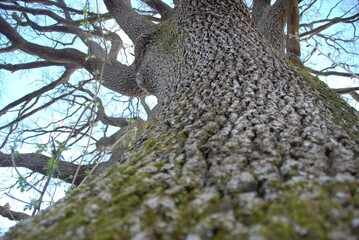 The trunk of a oak near Farigliano, Piedmont, Italy