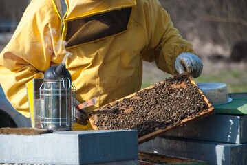 Beekeeper with his bees