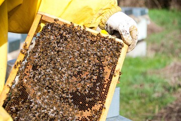 Beekeeper with his bees