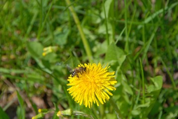 Bee on yellow flower
