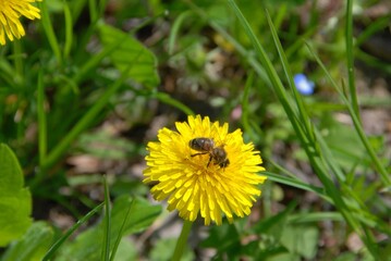 Bee on yellow flower