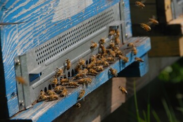 Obraz premium Bees at the entry of their hive