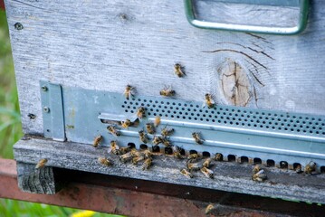Bees at the entry of their hive
