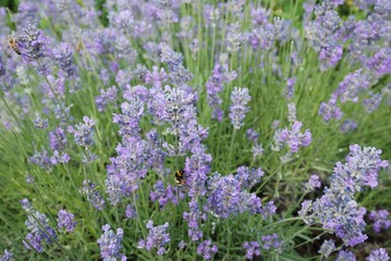 Obraz premium Lavender flowers in the countryside