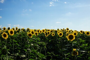Obraz premium Sunflower field at dusk