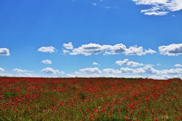 Landschaft mit Klatschmohn