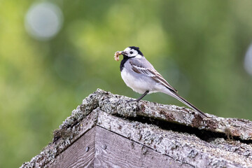 Wagtail with food in his beak