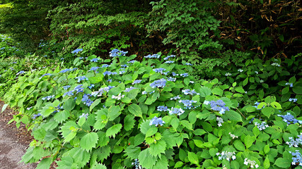 한국 제주도 한라산에 자생하는 야생 수국 