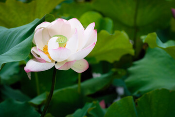 Lotus Flower at Taipei Botanical Garden in Taipei, Taiwan.