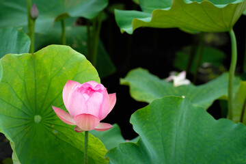 Lotus Flower at Taipei Botanical Garden in Taipei, Taiwan.