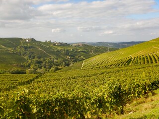 Fototapeta premium Hills of the lower Langa near Castiglion Tinella, Piedmont - Italy