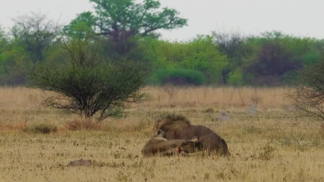 Two African Male Lions Fighting With Each Other On The Grass In Kgalagadi, Botswana.. -wide shot