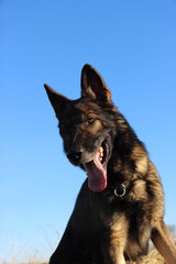 Deutscher Schäferhund reinrassig Portrait Kopf blauer Himmel Hintergrund schwarz braun grau Leistung Zucht Sporthund Sport Zunge Nase Schutzhund IGP 