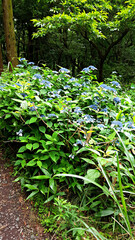 한국 제주도 한라산에 자생하는 야생 수국 