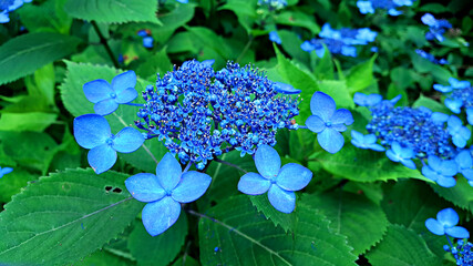 한국 제주도 한라산에 자생하는 야생 수국 