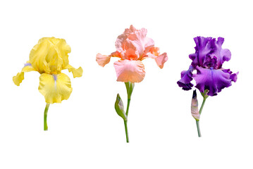 set of pink, yellow and violet iris flowers isolated on white