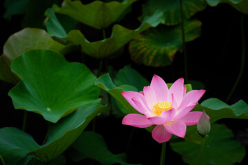 Lotus Flower at Taipei Botanical Garden in Taipei, Taiwan.