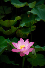 Lotus Flower at Taipei Botanical Garden in Taipei, Taiwan.
