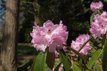 Bright Pink Flowers on a Spring Flowering Rhododendron Shrub (Rhododendron floribundum) Growing in a Woodland Landscape in a Country Cottage Garden in Rural Devon, England, UK