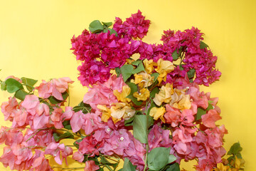 colorful flowers frame greeting background