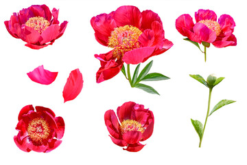 set of pink and red peony flowers isolated on white