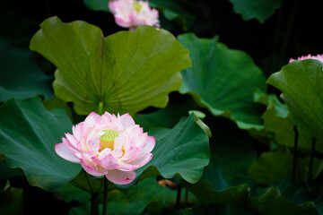 Lotus Flower at Taipei Botanical Garden in Taipei, Taiwan.
