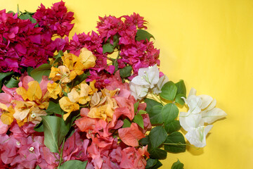 colorful flowers frame greeting background