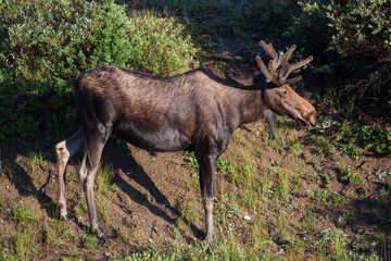 Shiras Moose in Colorado. Shiras are the smallest species of Moose in North America
