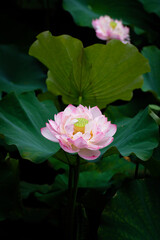 Fototapeta premium Lotus Flower at Taipei Botanical Garden in Taipei, Taiwan.